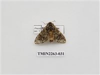 藏品(夙舟蛾屬)的圖片